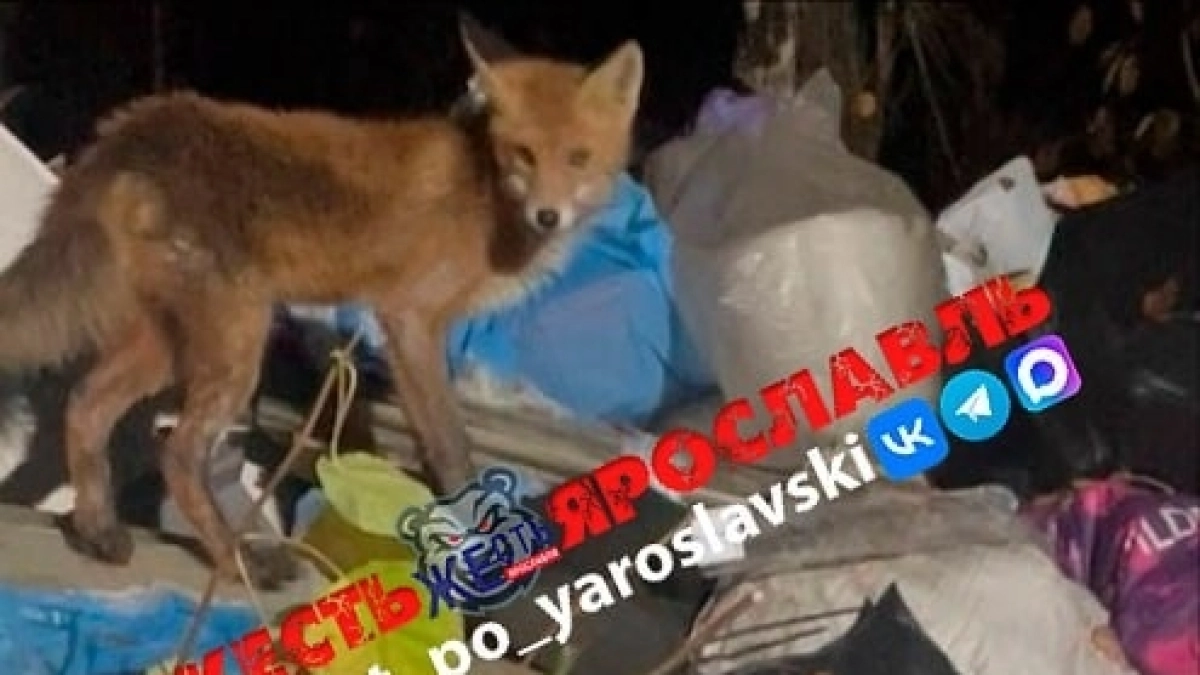 Месячная свалка в заволжском СНТ Ярославля приманила лесных хищников