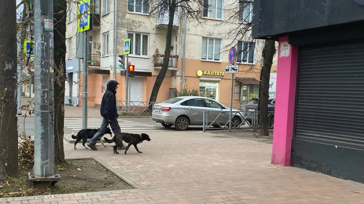 В Ярославле стаи агрессивных псов терроризируют жителей Заволжского района