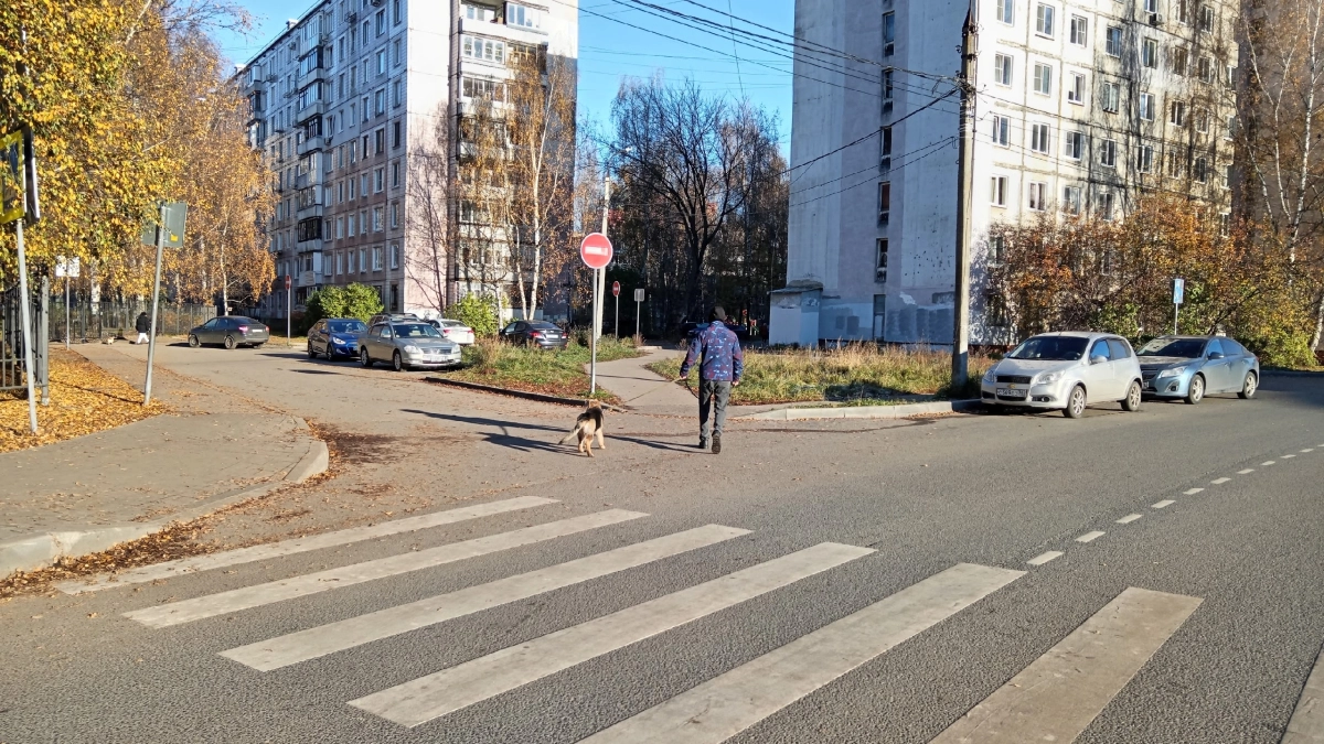 В Ярославле бойцовский питбуль набросился на женщину: дочь пострадавшей рассказала о состоянии мамы