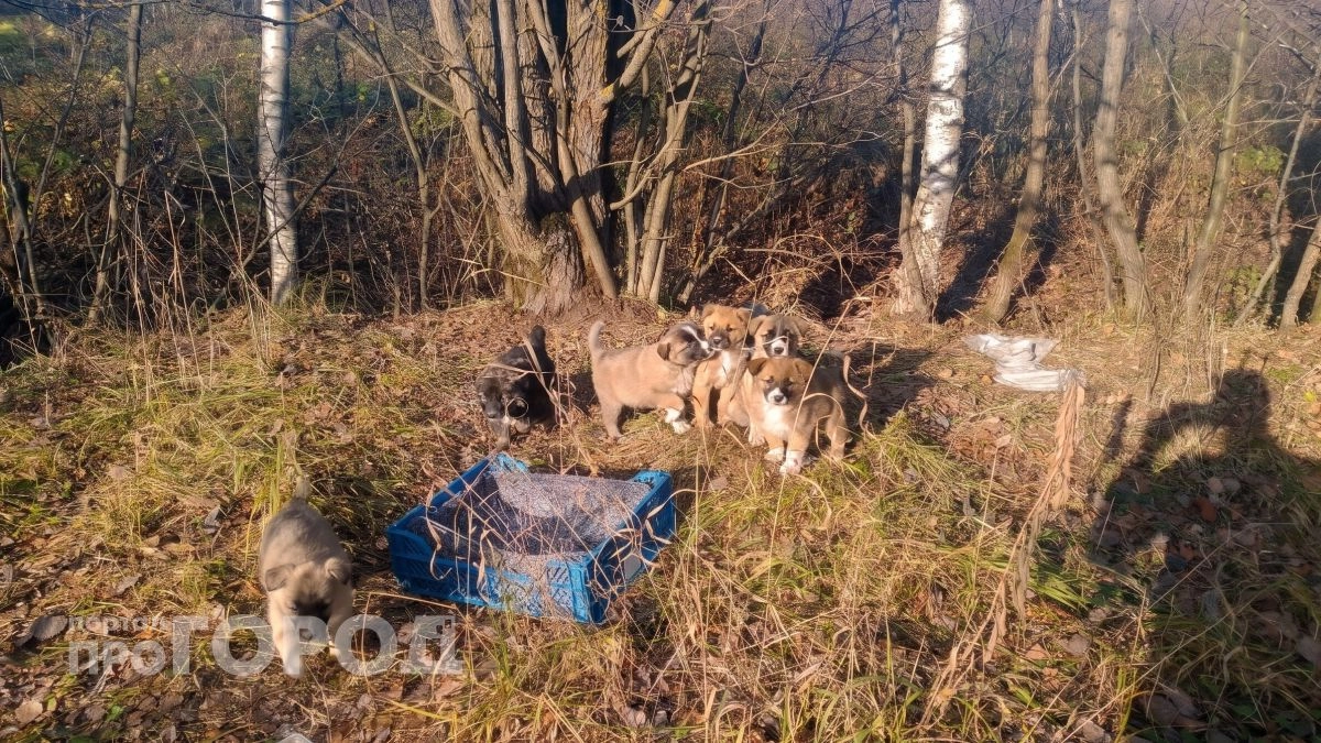 Семерых щенков оставили без воды между рельсами и крематорием в Ярославской области