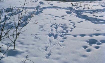 Тысячи диких оленей и сотни медведей: ярославские леса станут полигоном для масштабного учета животных