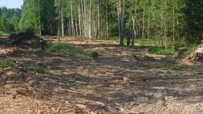 Захламление охранной зоны ЛЭП в Брейтово обернулось проверкой прокуратуры