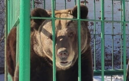 "Я плачу": ярославцы требуют освободить медведицу Машу