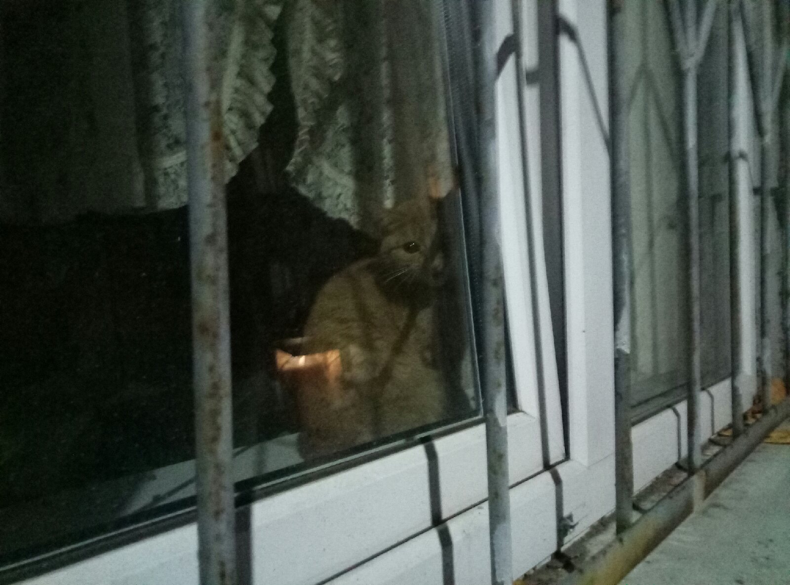 "А дети в детском доме": в запертой квартире Ярославля умирает кошка