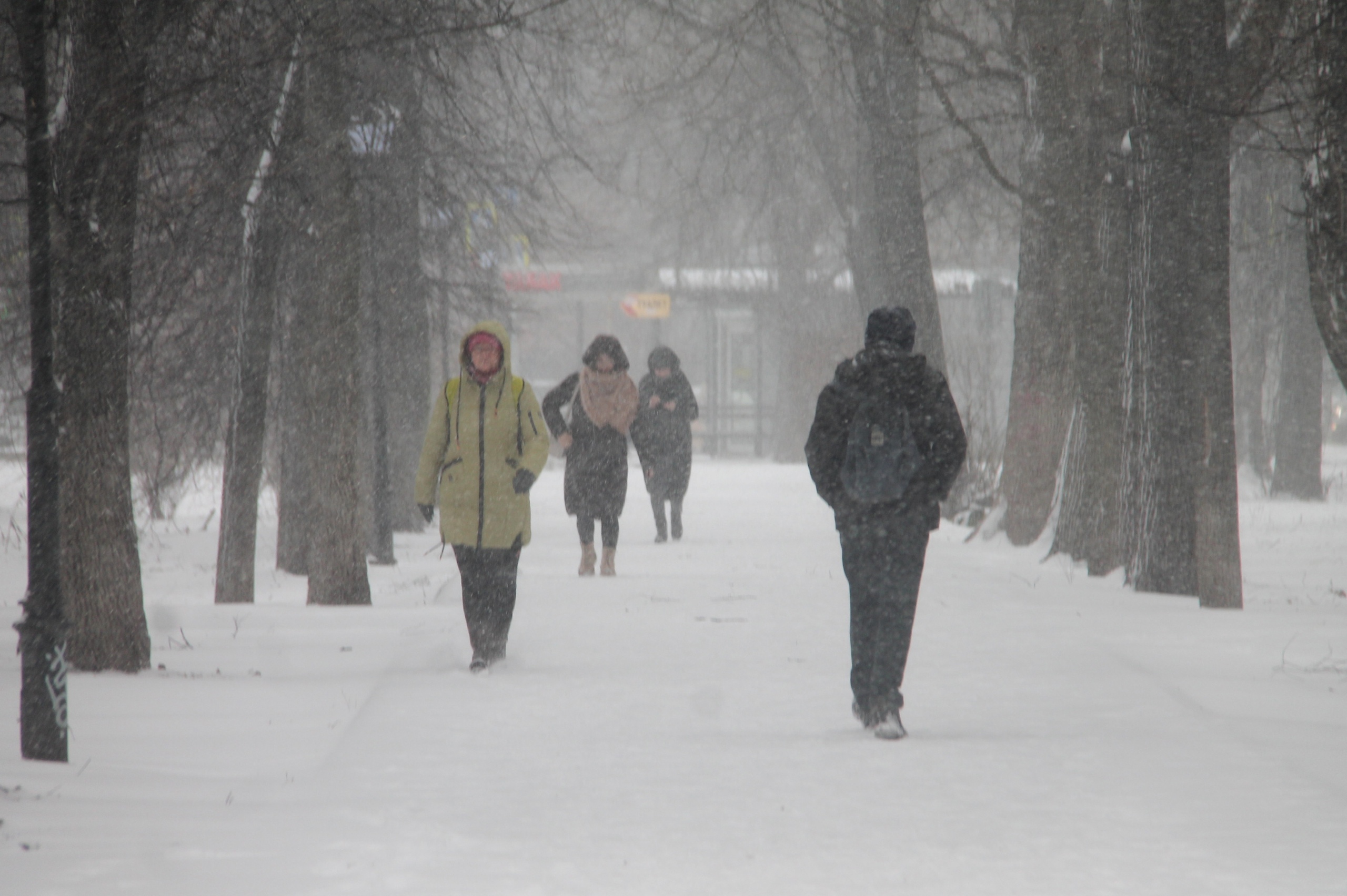 Снегопады и метель накроют Ярославскую область
