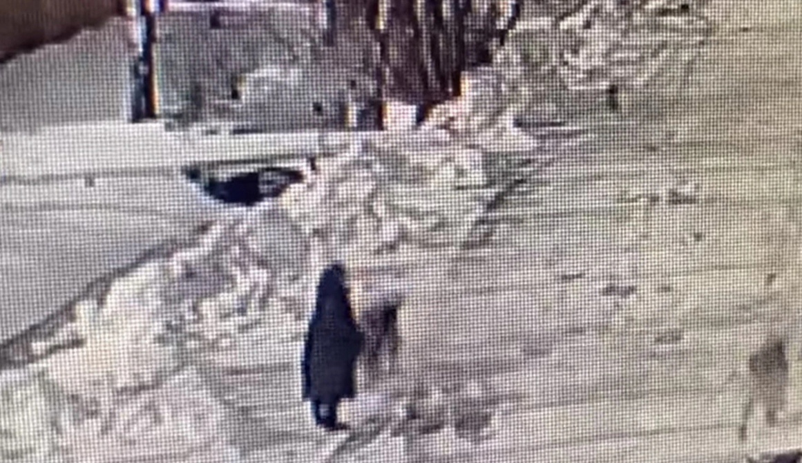Видео нападения на чибиса. Собака в снегу обглоданная.