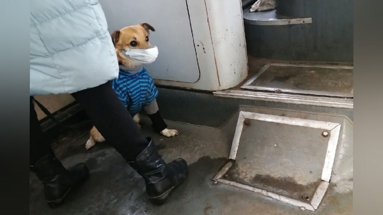"Собаки тоже болеют": ярославцы сняли пса в маске в автобусе