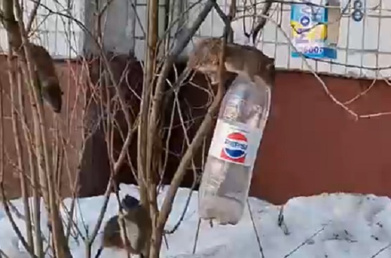В Ярославле толпа крупногабаритных крыс атаковала кормушки для птиц: видео