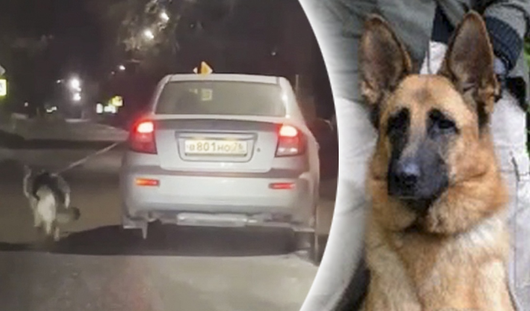   В Ярославле собаку привязали к авто и протащили по дороге