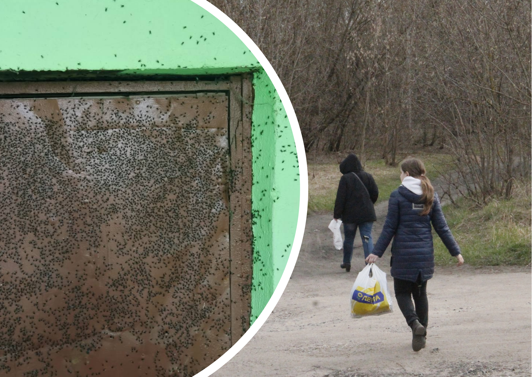 Погрязших в мусоре ярославцев атаковали полчища мух