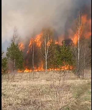 В Ярославской области целая деревня оказалось под угрозой из-за лесного пожара