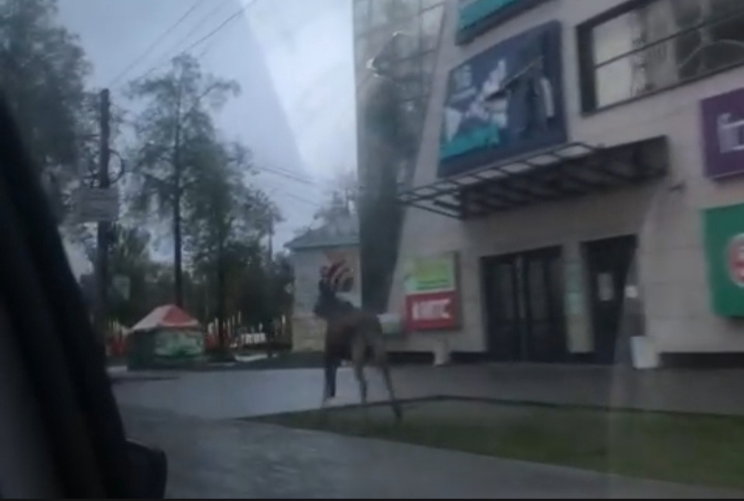 В центре Ярославля заметили молодого лося