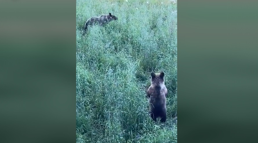 Медведи из ярославских лесов стали чаще выходить к людям