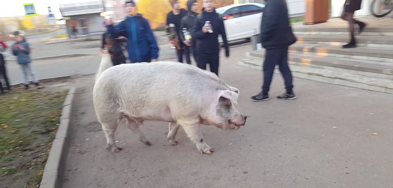 В Ярославской области вспыхнула африканская чума свиней