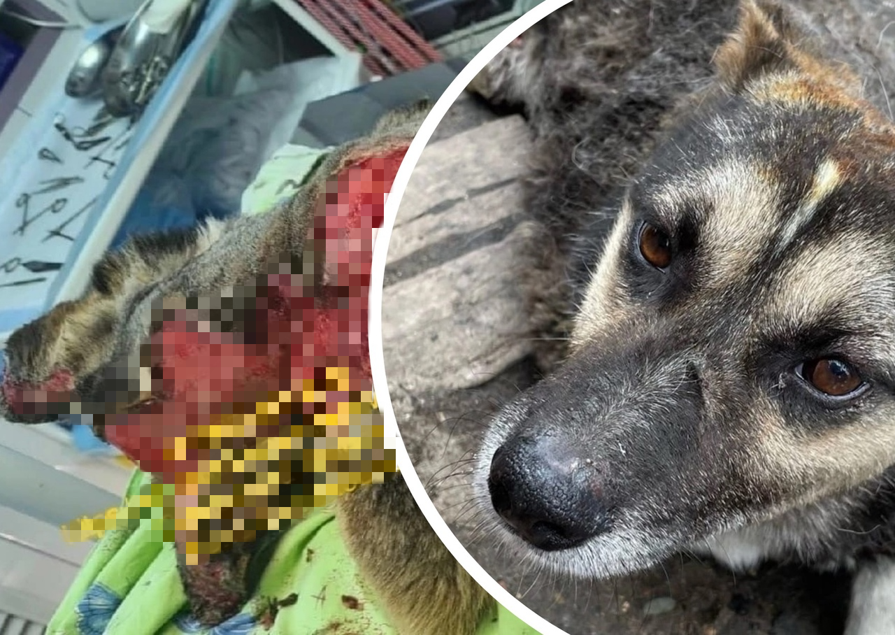 «Шерсть слезала ковром»: в Ярославле обгоревшую в пожаре собаку пытаются спасти врачи