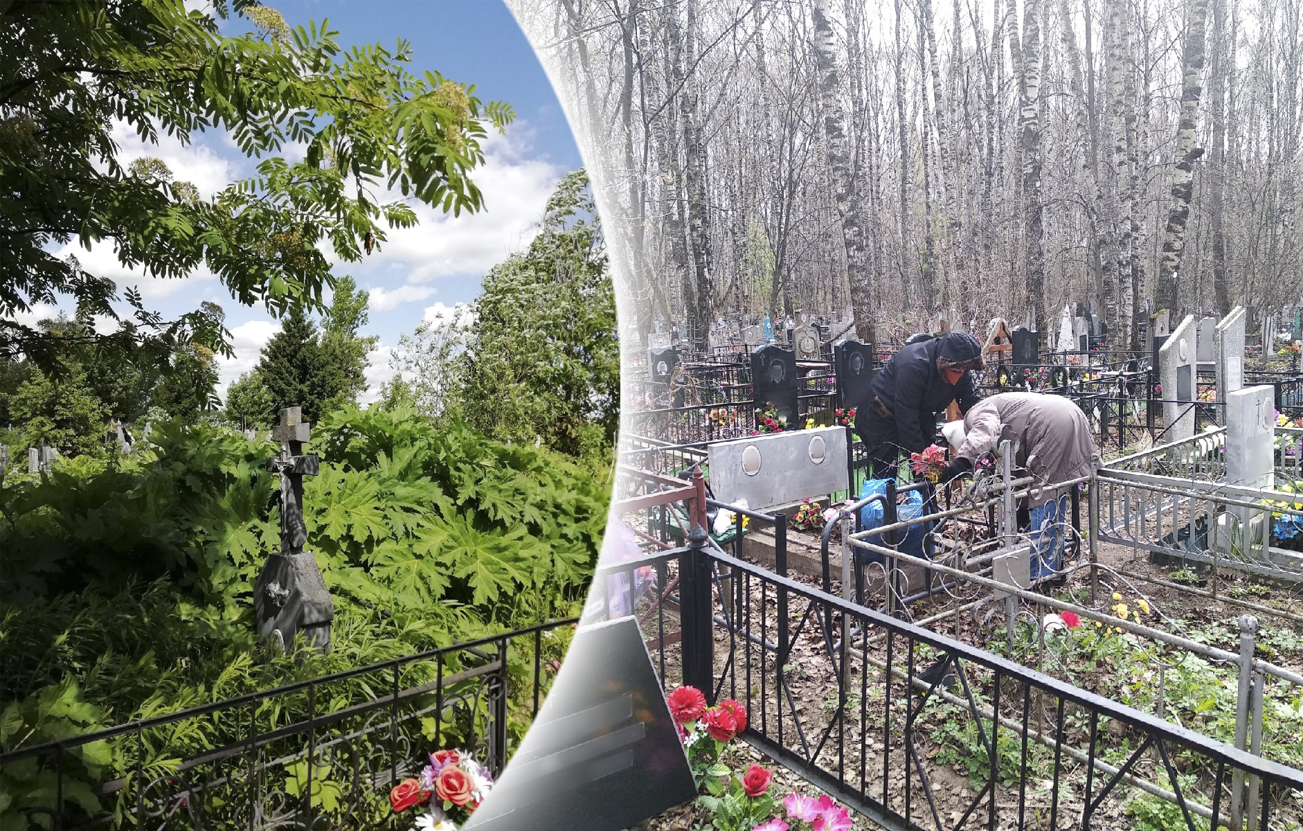 Игнатовское кладбище в Ярославле поглотил борщевик