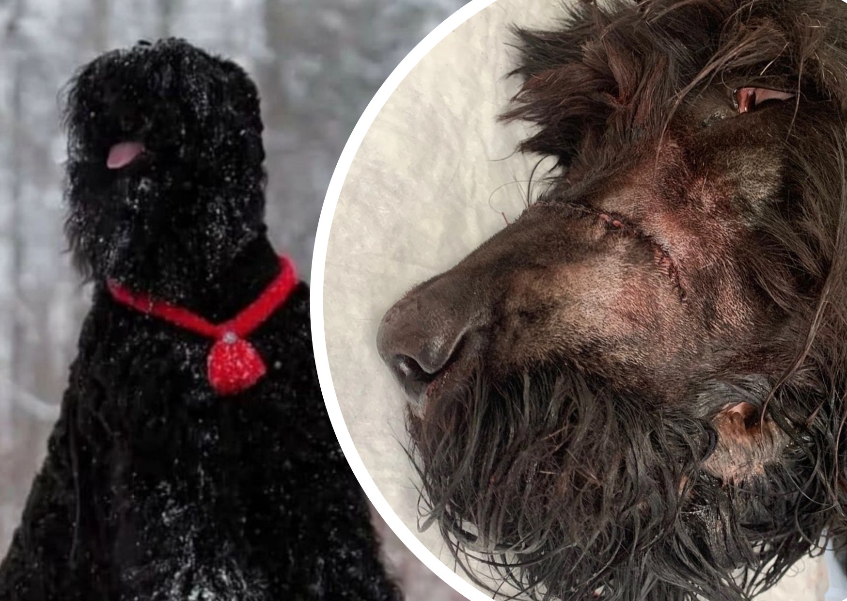 «Топором перебил переносицу»: в Рыбинске живодер покалечил соседскую собаку