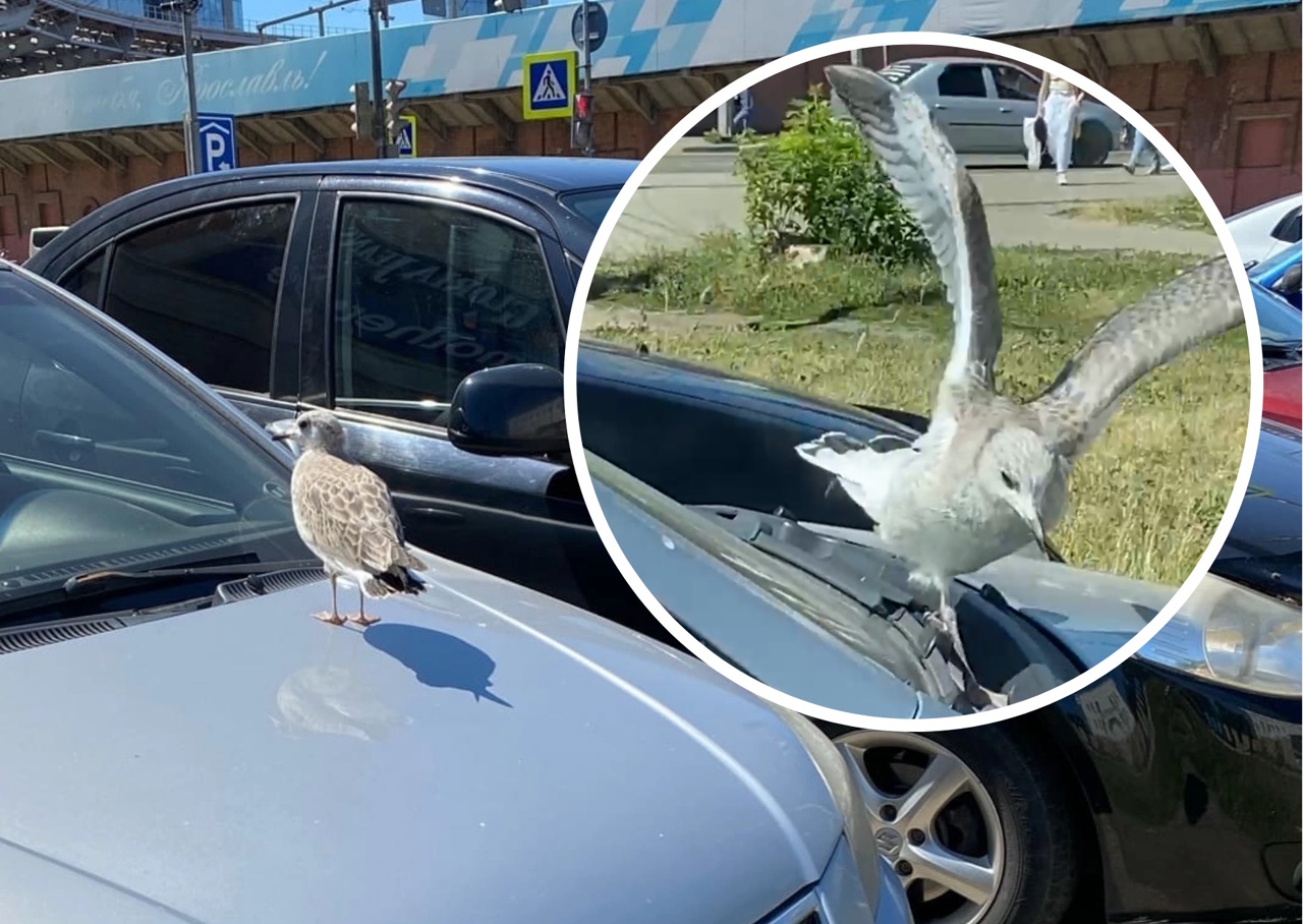 В Ярославле чайка атаковала припаркованный у "Ауры" автомобиль. Видео 