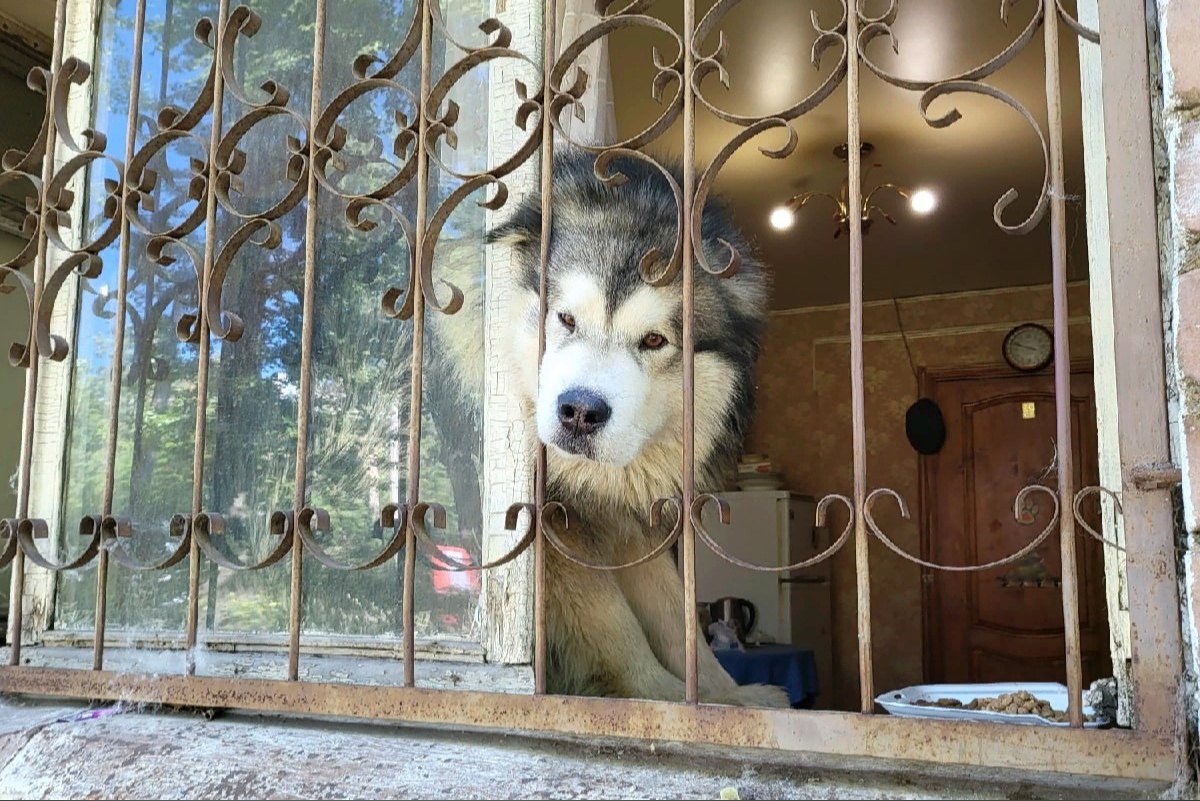 «С хозяином беда»: истощенный маламут три дня просит еды через решетки окон в Ярославле 