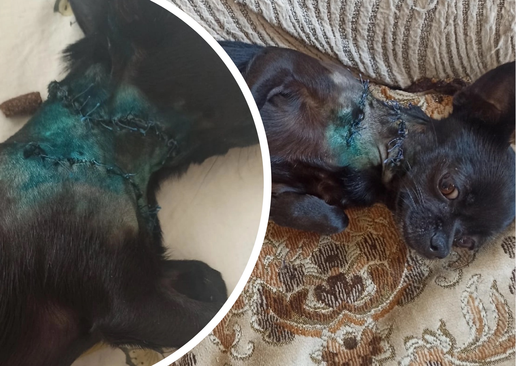 «Потрепанного бросил»: под Ярославлем мужчина отдал на растерзание собаке соседского пса