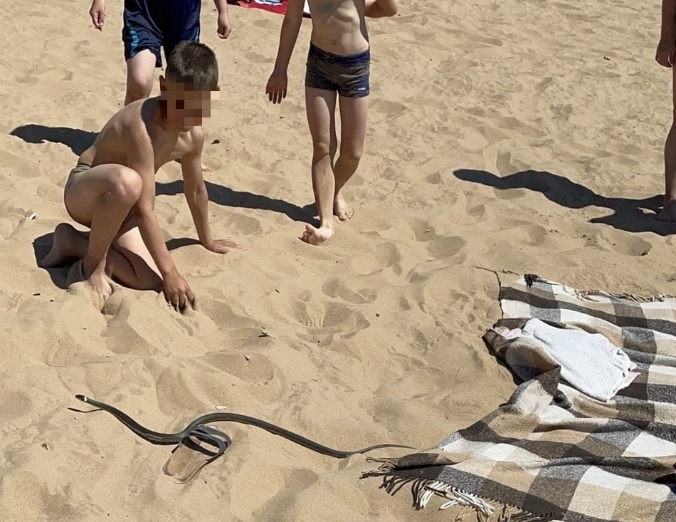 «Дети с ней в воде купались»: змея на пляже у Волги напугала отдыхающих