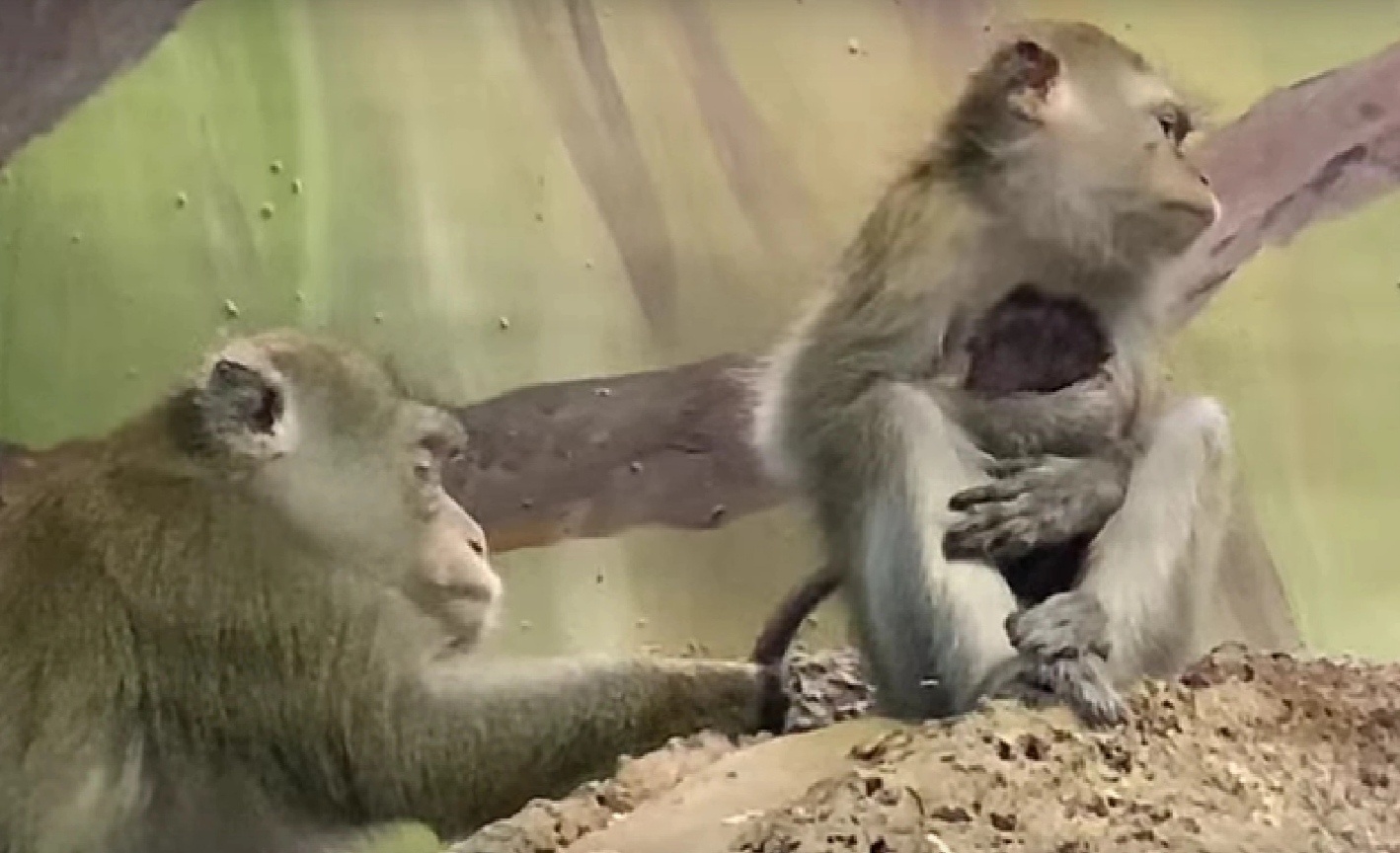 В ярославском зоопарке родились детеныши альпаки, ламы и обезьян