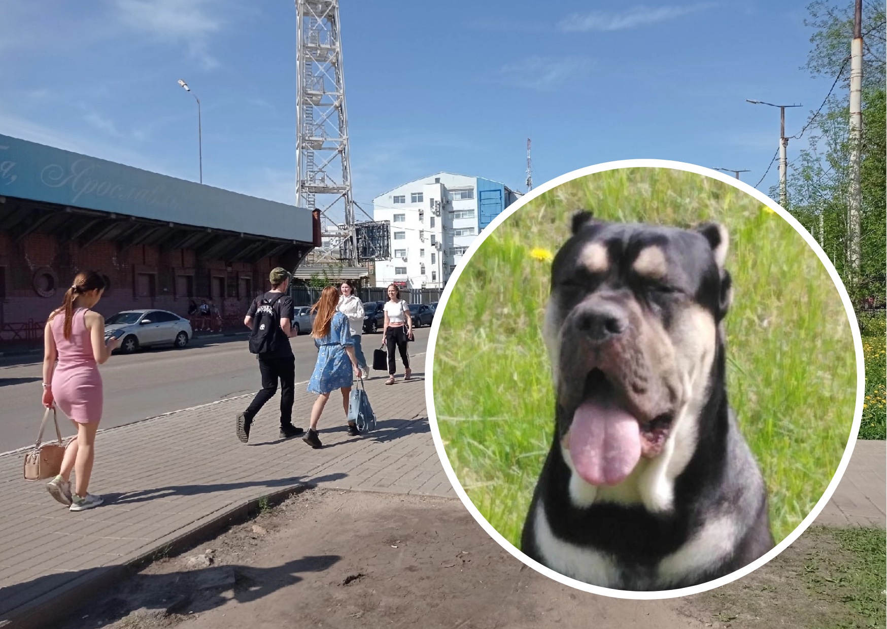 «Сидит один дома»: в Ярославле после смерти молодого хозяина собаке ищут семью