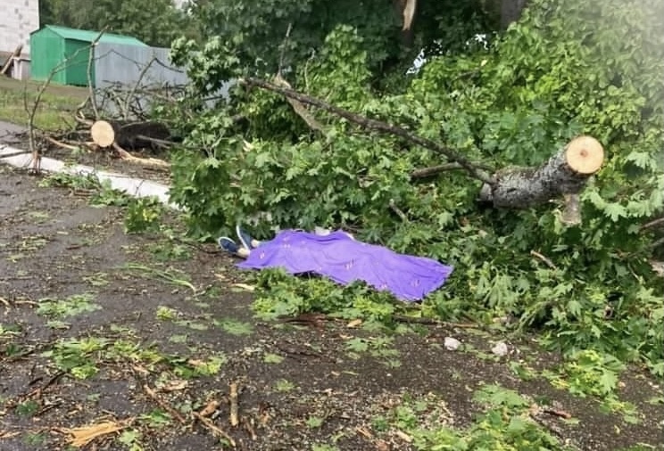 В посёлке под Ярославлем деревом убило женщину 