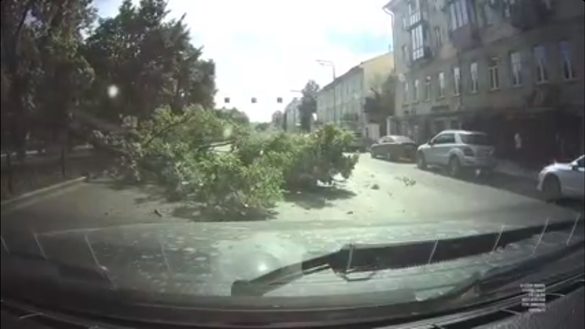 В Ярославле в центре города большое дерево упало прямо на проезжую часть. Видео
