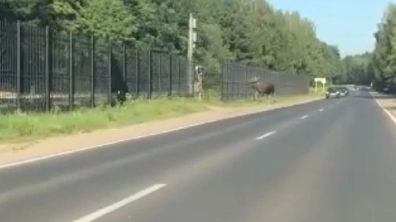 В Ярославле на видео попал гуляющий по проезжей части лось. Видео