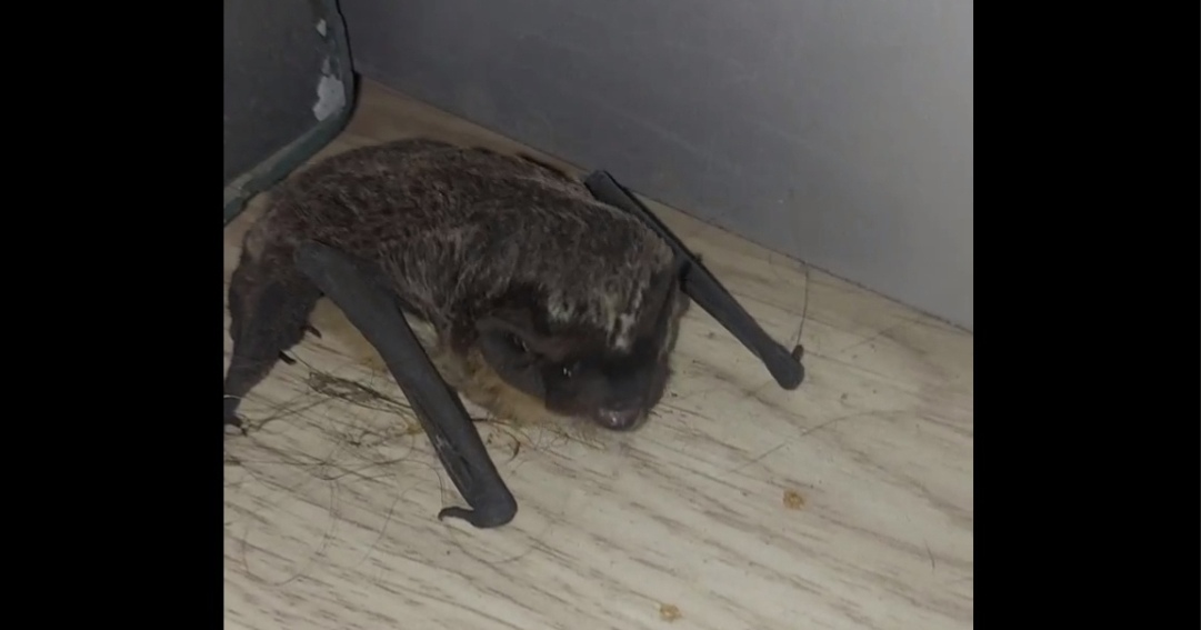"Страх детства вернулся": в квартиру ярославца проникла летучая мышь
