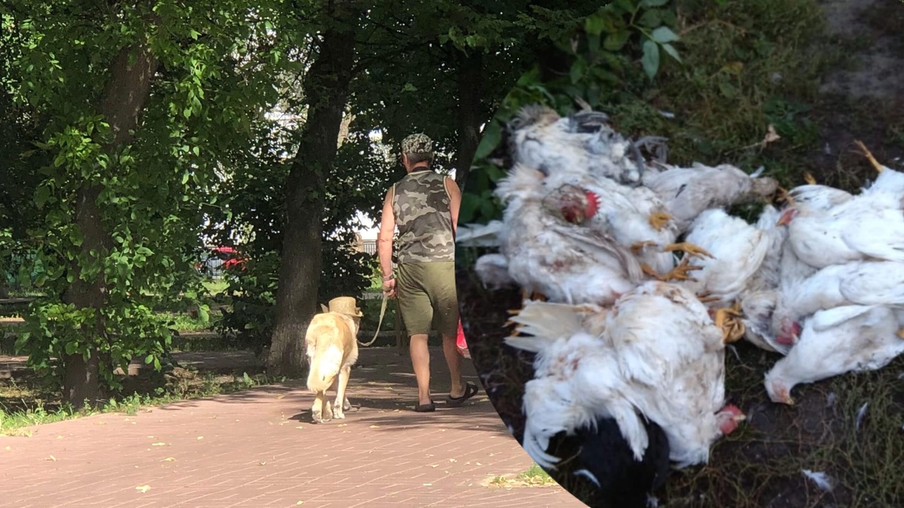 "Ходим с электрошокером": стая агрессивных собак держит в страхе город Ярославской области