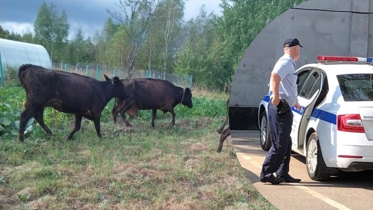 "Рогатые злодейки": под Ярославлем банда коров терроризирует местных жителей