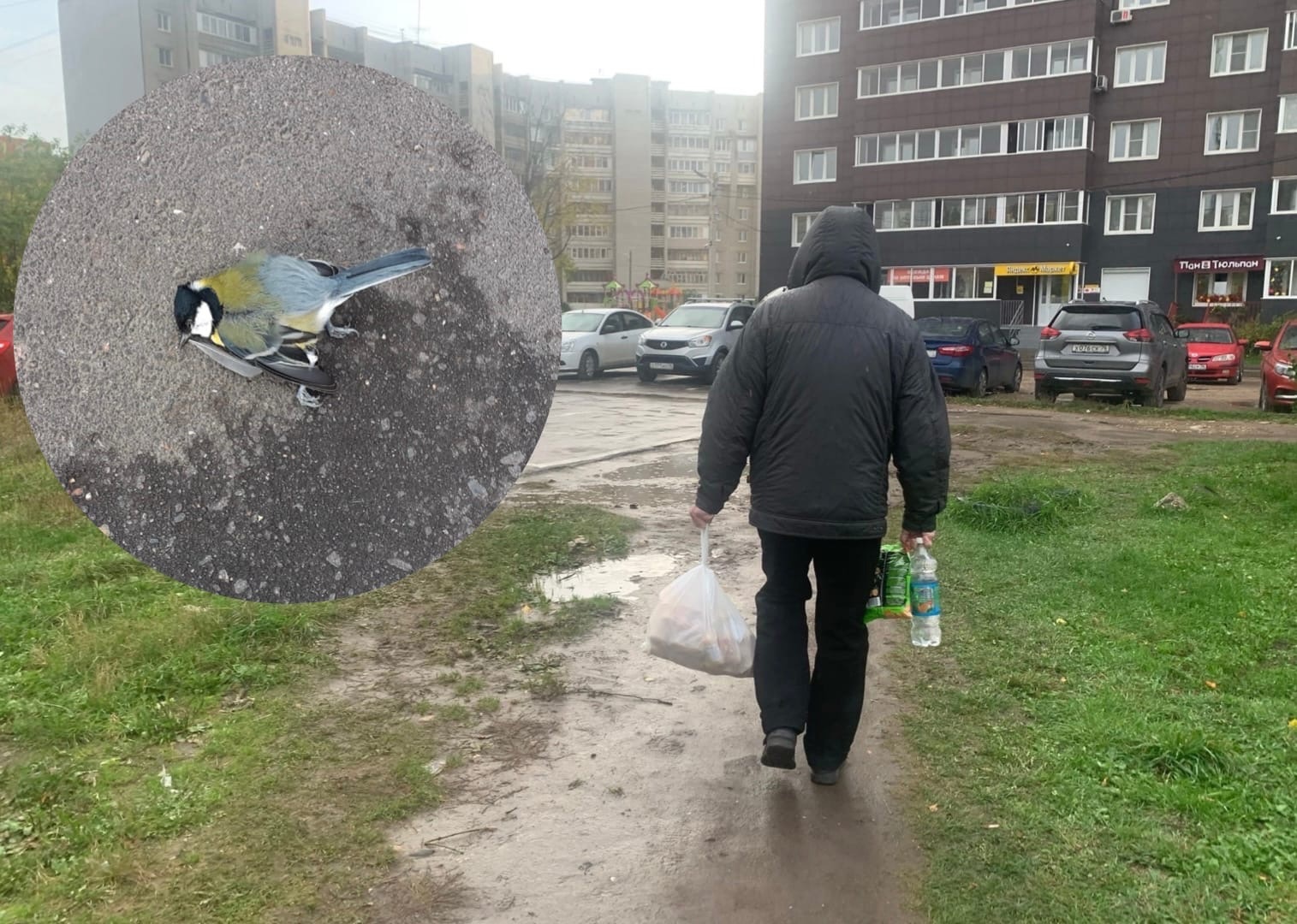 «Тротуар усыпан трупиками»: ярославцы жалуются на массовый мор птиц