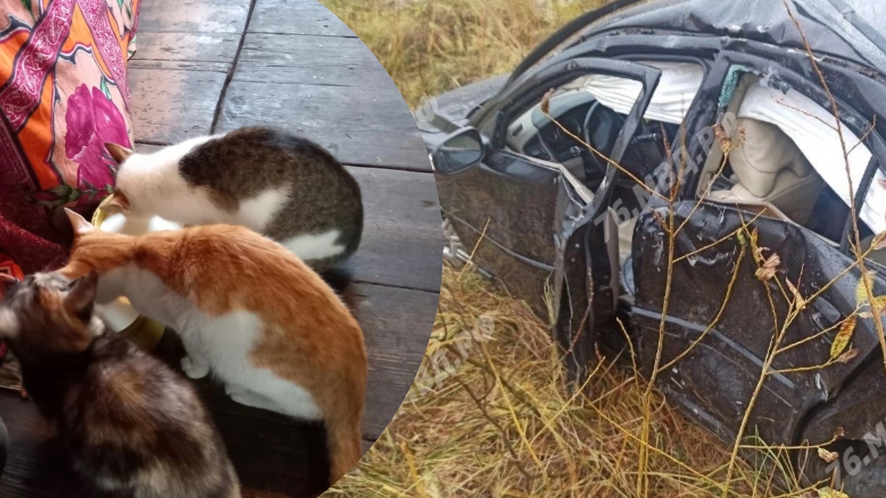 В Ярославле после смертельного ДТП сиротами остались шесть кошек