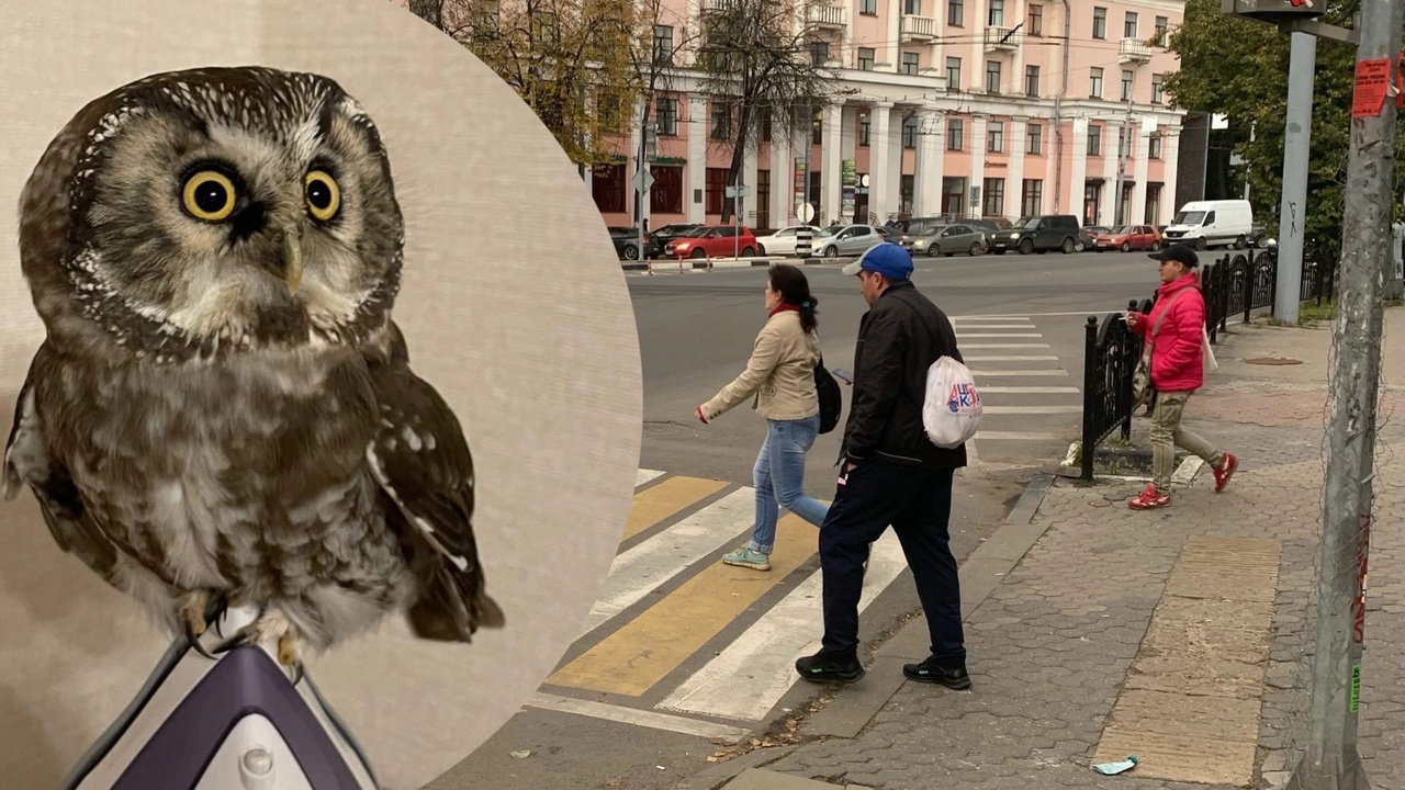 В сове г пенза. Сова в городе. Совенок люди нашли. Совы в городе Валенсии. Заблудился в городе.