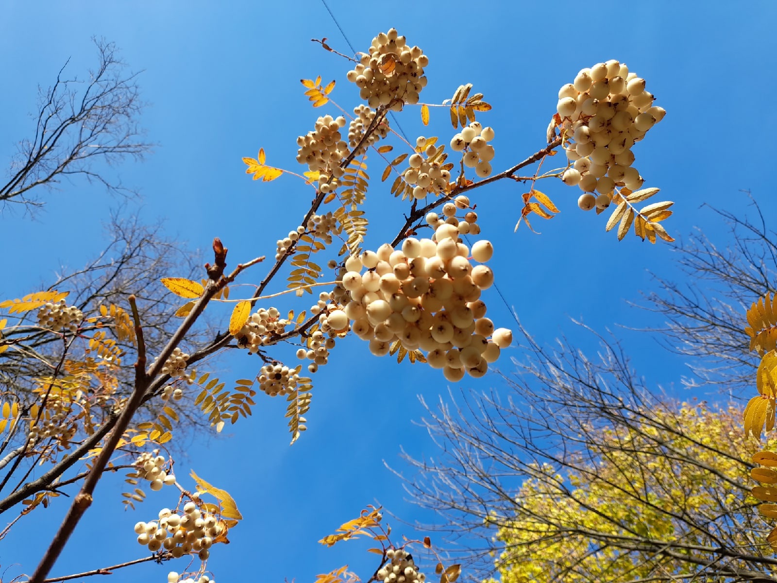"Чудо-дерево с белыми ягодами": Китайская рябина прижилась в Ярославле