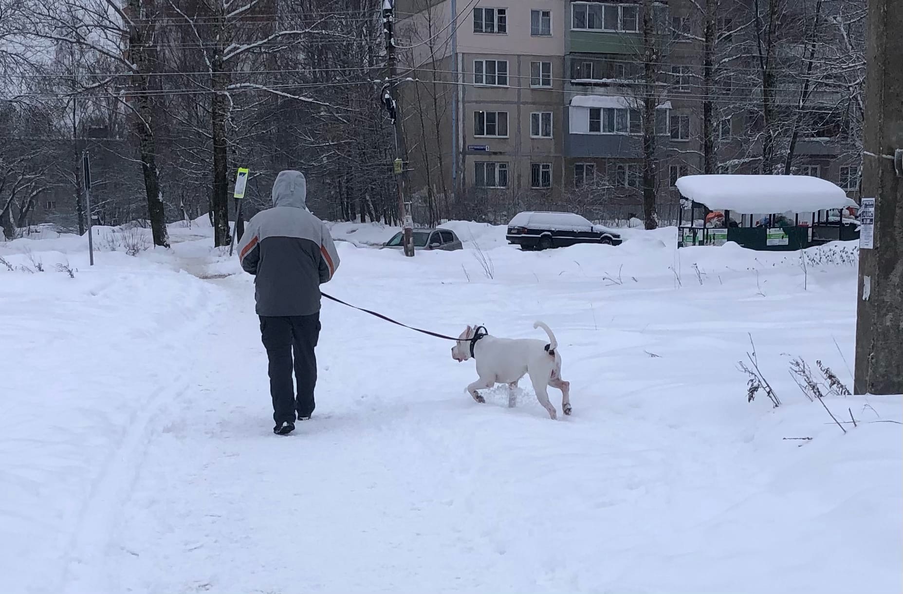 Лютые декабрь, январь, февраль спрогнозировали синоптики в Ярославле