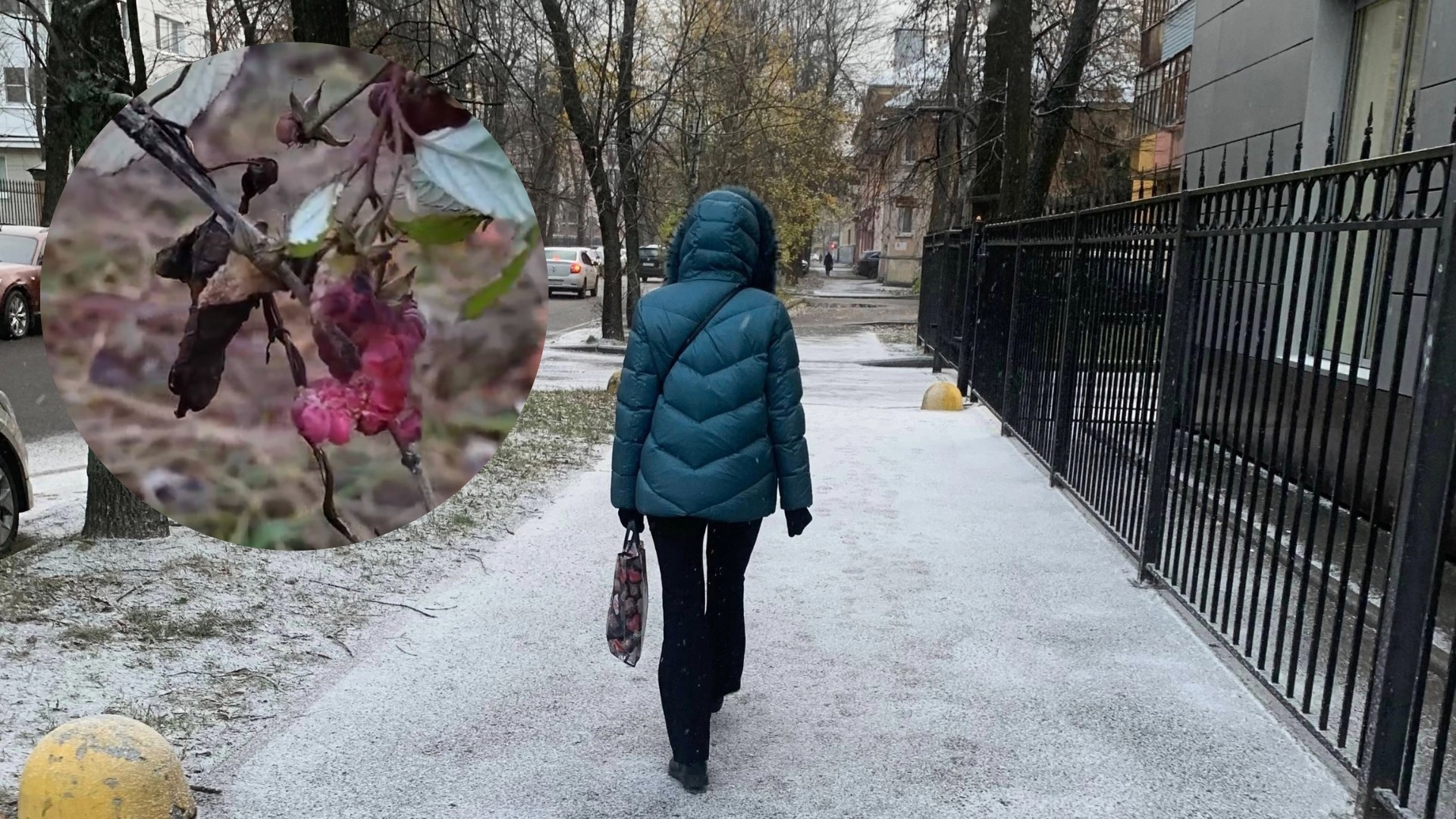 В ноябре в центре города ярославцы нашли цветущую малину