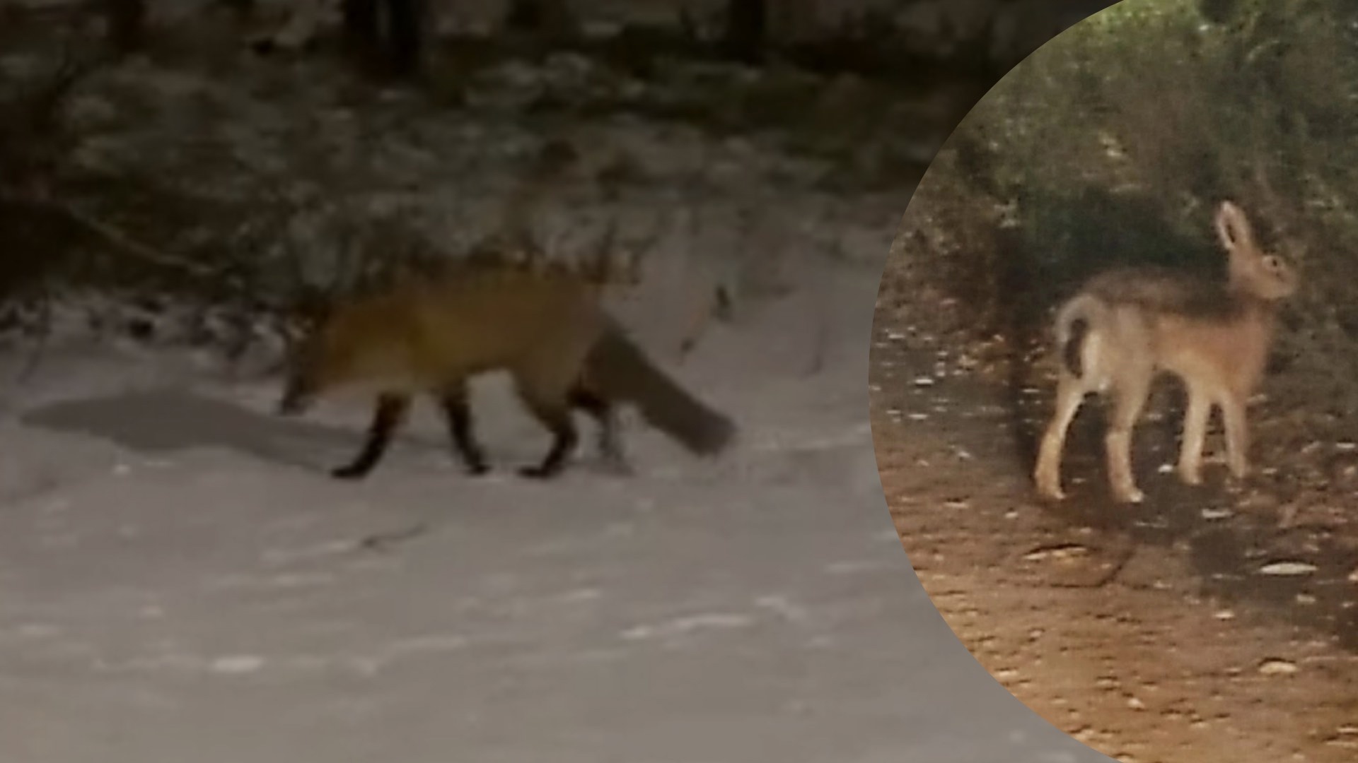 Голодные лисы и зайцы бегают в центре Ярославля в поисках еды
