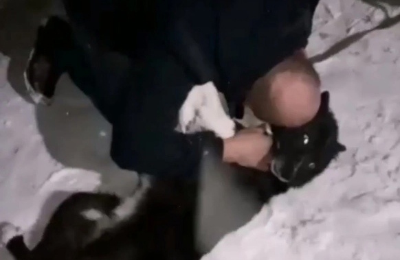 В Рыбинске пропавшая собака нашла вернувшегося с СВО хозяина спустя полгода 
