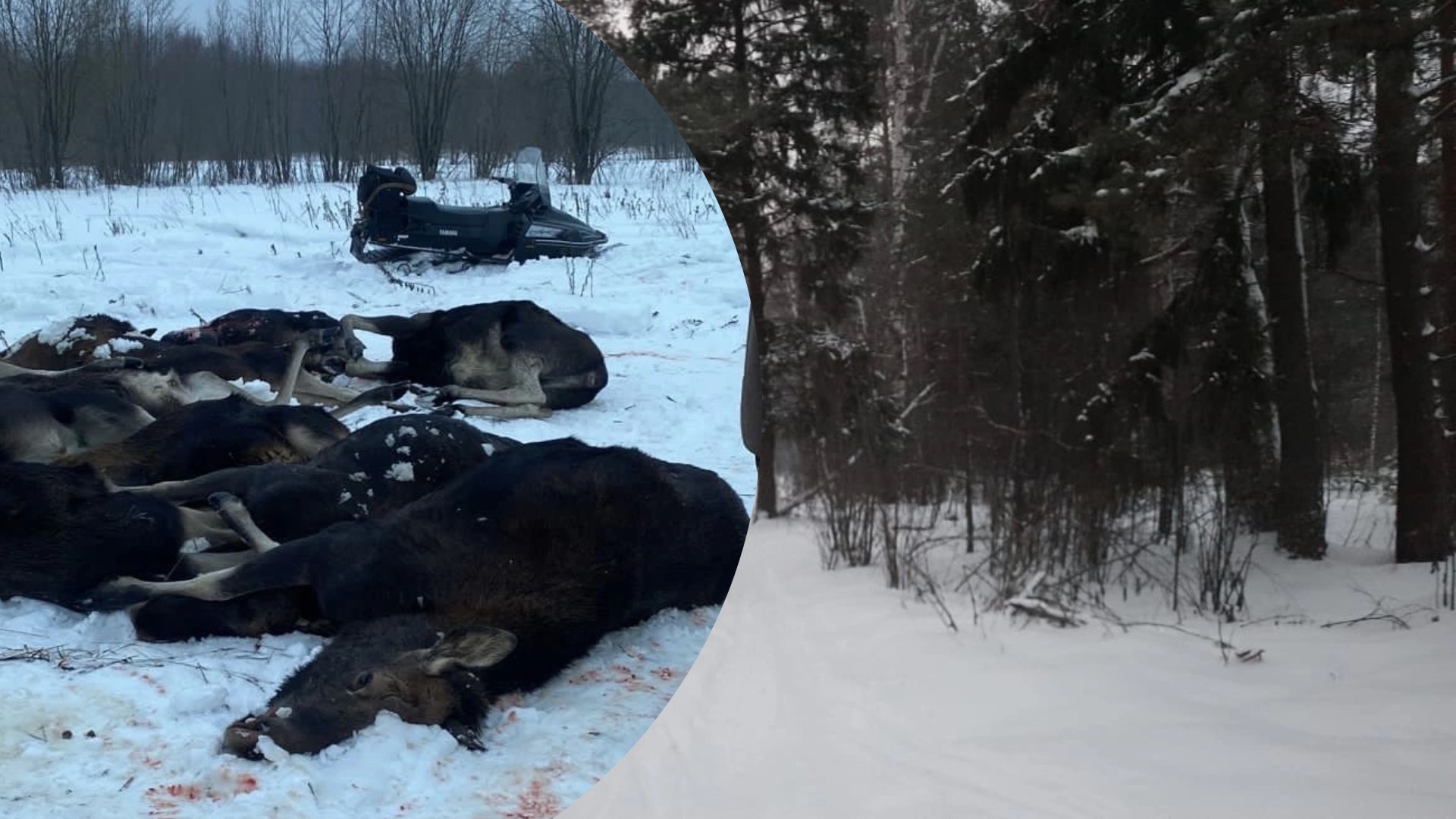 "Кровавое скопище тел": в Ярославской области охотники массово расстреляли животных
