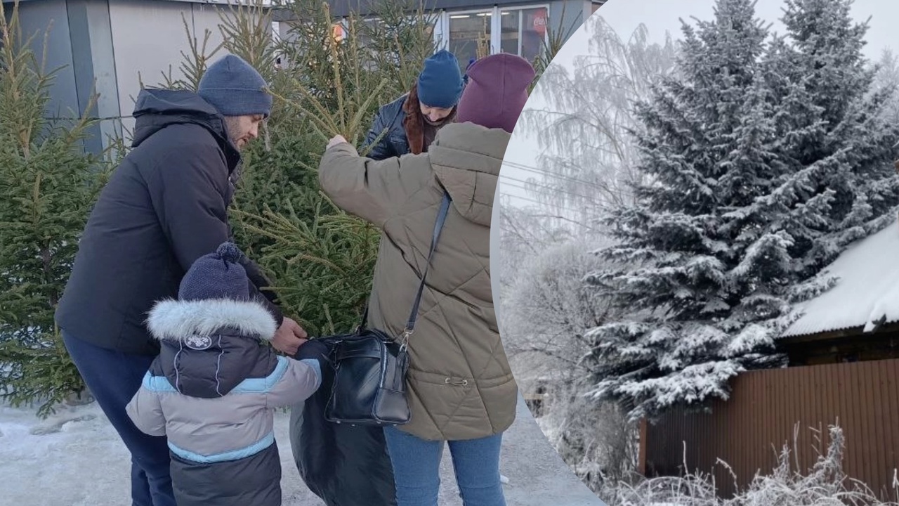 Цена живых елок перед Новым годом в Ярославле выросла до 300 тысяч