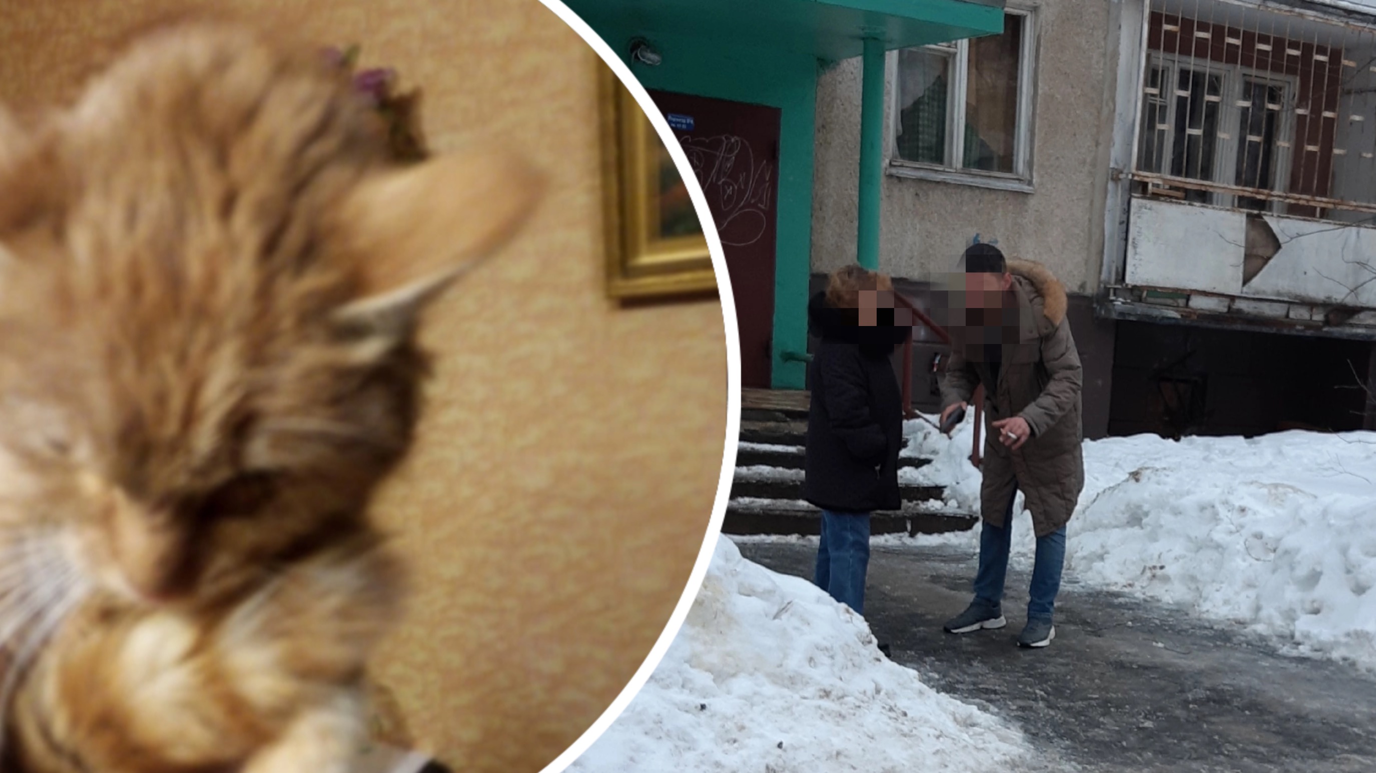«Угрожал пистолетом»: ярославцы вырвали измученного кота из рук жестокого хозяина 