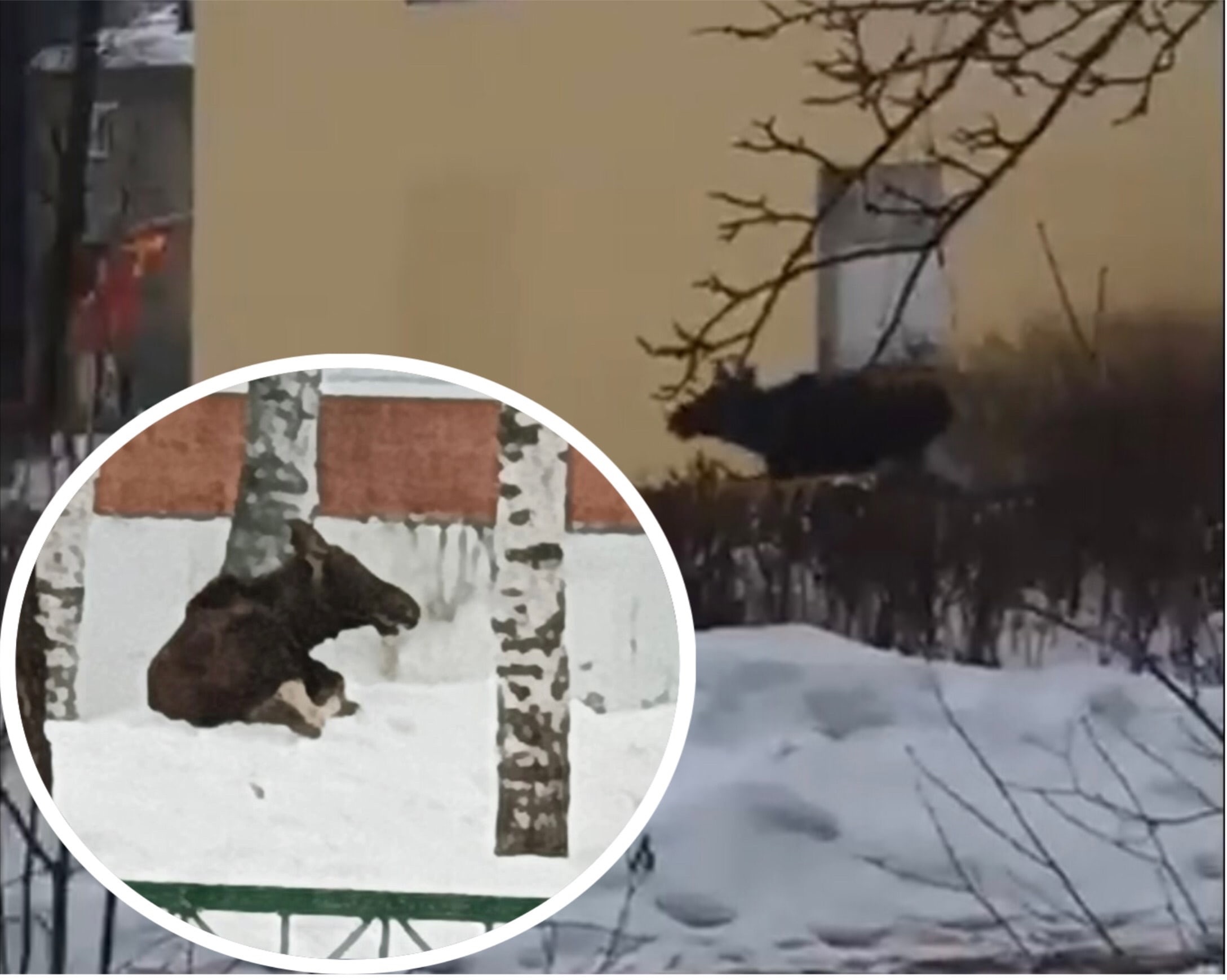 В Ярославской области на территорию детского сада забежал лось