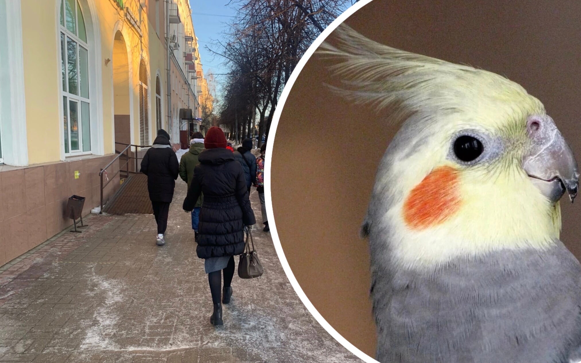 "Зовет на помощь": в Ярославле потерялся попугай корелла
