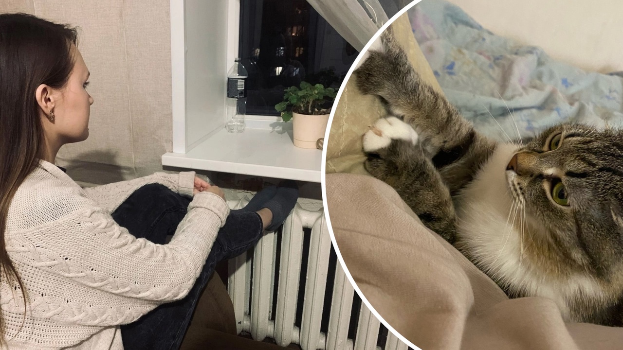 В Ярославской области кот оставил без отопления половину города
