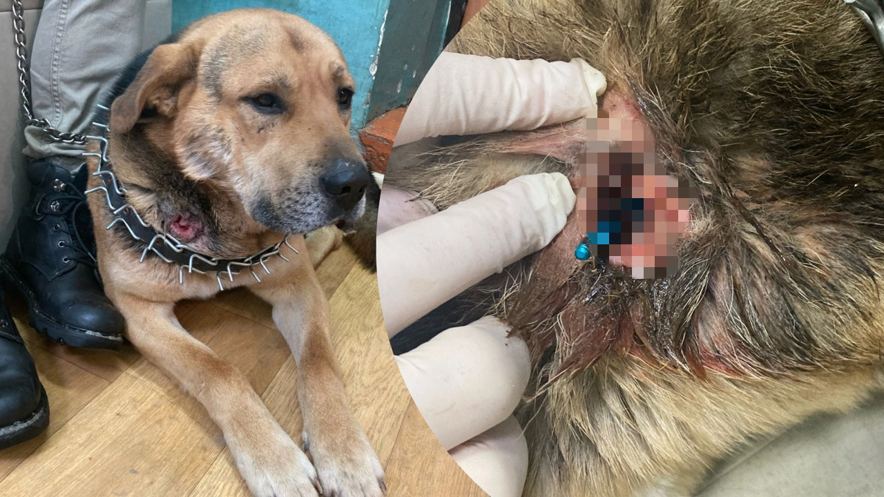 В Ярославле живодеры расстреляли пса из охотничьего лука