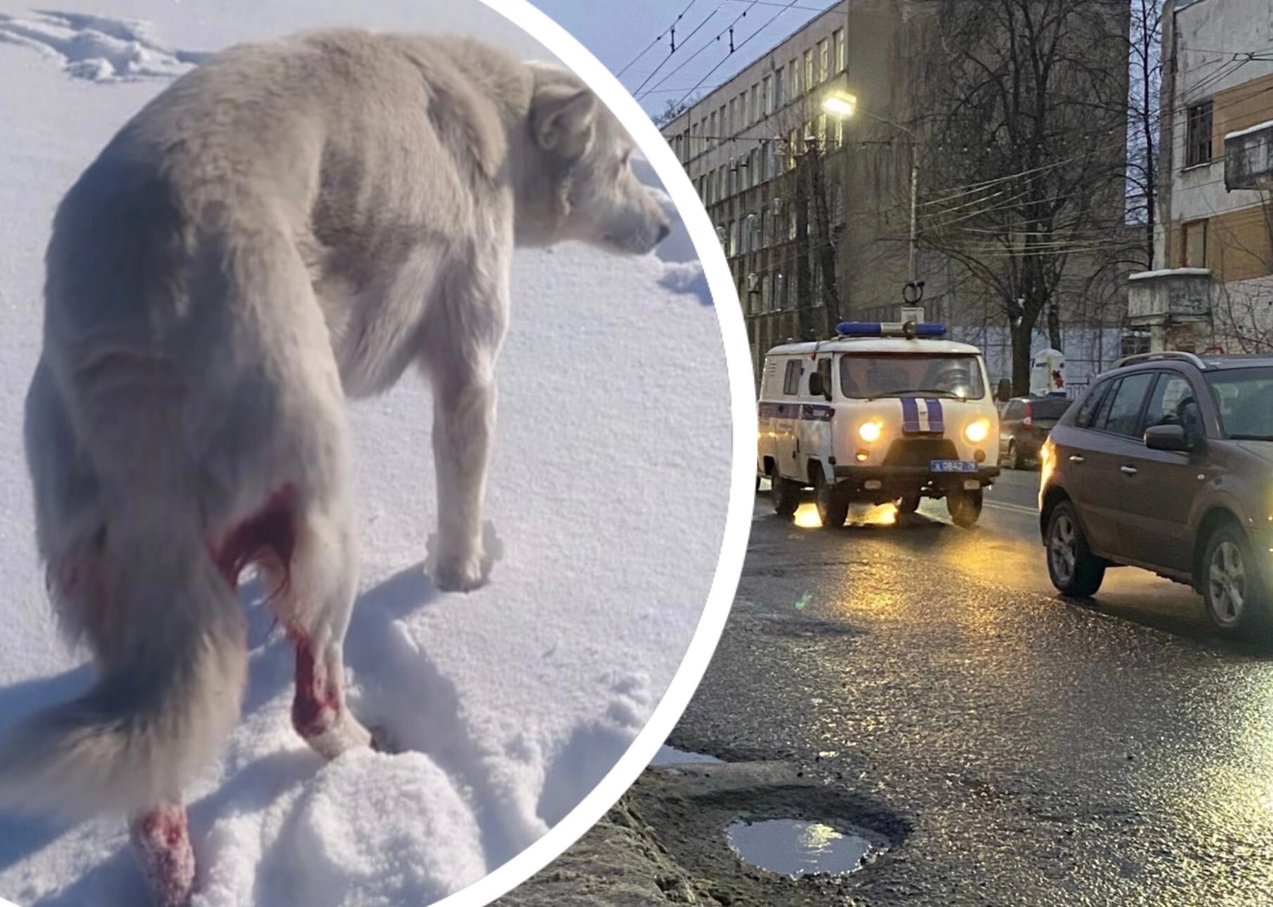 "Они целенаправленно ехали убивать": под Ярославлем подстрелили трех собак