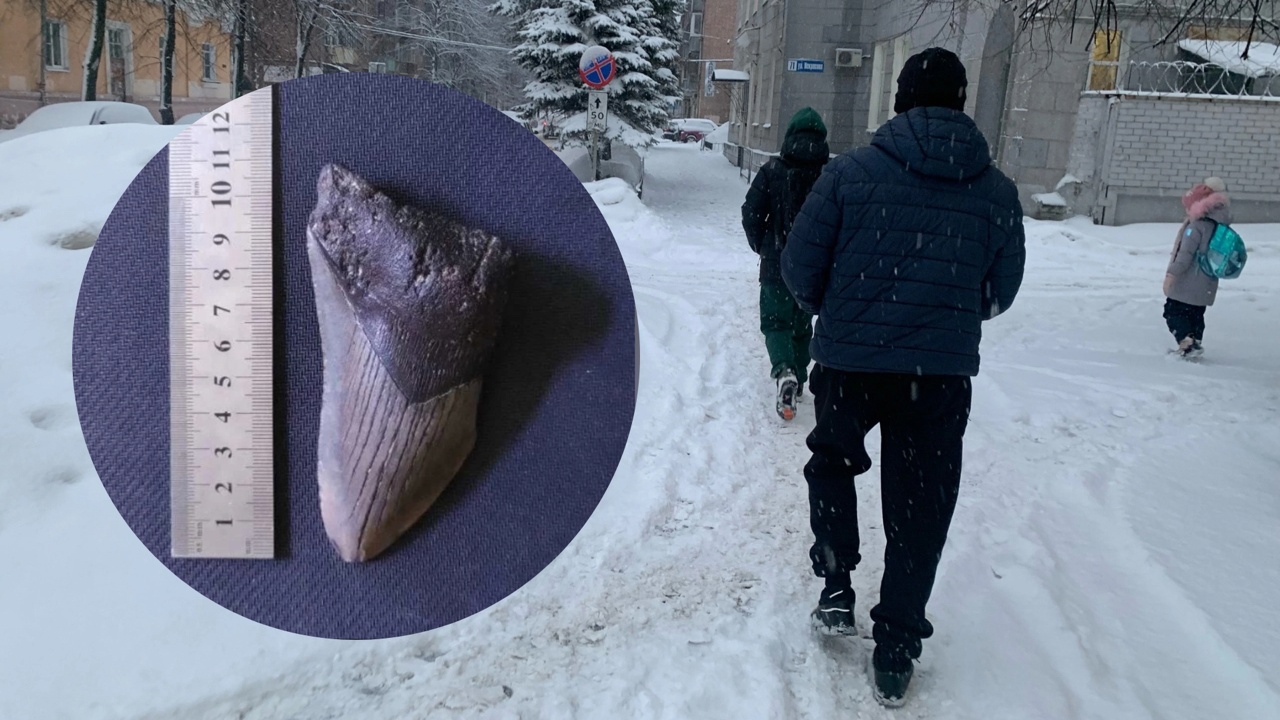 В Ярославле на продажу выставили зуб древней акулы